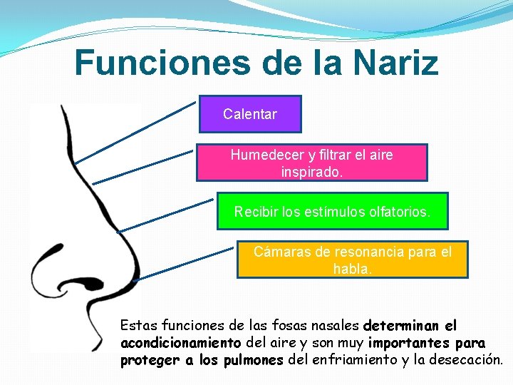 Funciones de la Nariz Calentar Humedecer y filtrar el aire inspirado. Recibir los estímulos Funciones de la Nariz Calentar Humedecer y filtrar el aire inspirado. Recibir los estímulos
