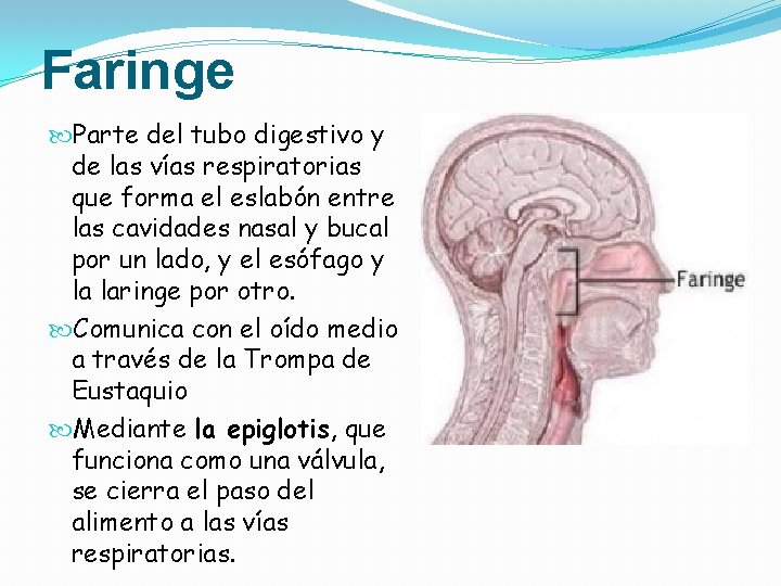 Faringe Parte del tubo digestivo y de las vías respiratorias que forma el eslabón Faringe Parte del tubo digestivo y de las vías respiratorias que forma el eslabón