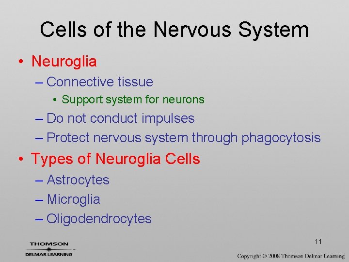 Cells of the Nervous System • Neuroglia – Connective tissue • Support system for