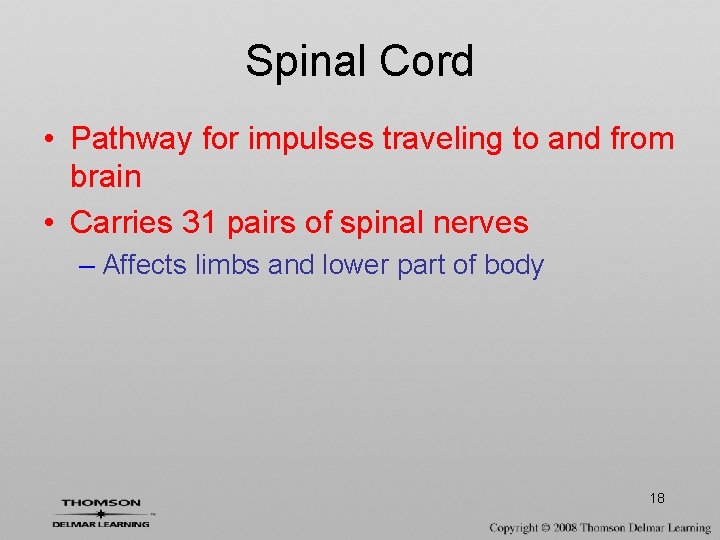 Spinal Cord • Pathway for impulses traveling to and from brain • Carries 31