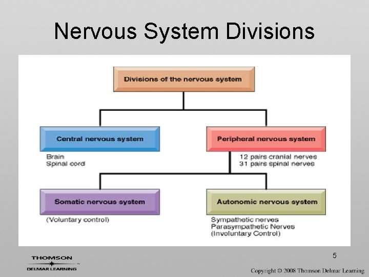 Nervous System Divisions 5 