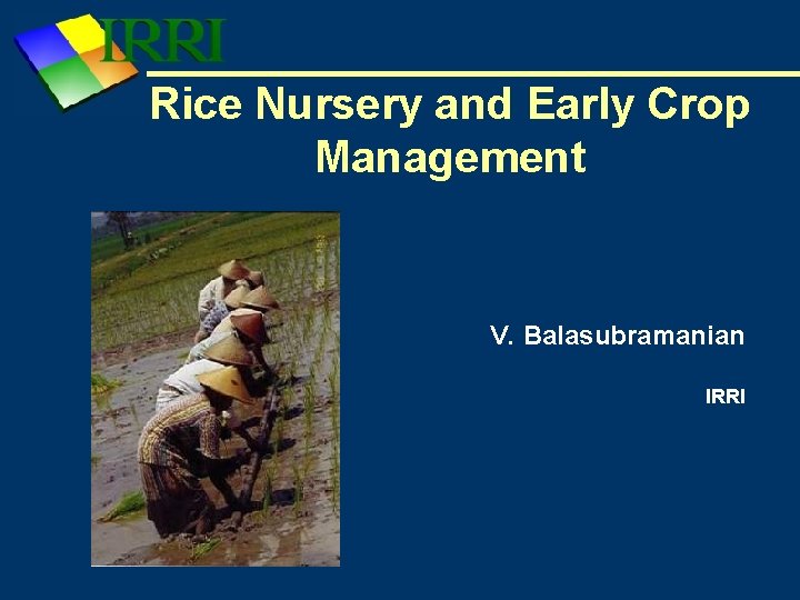 Rice Nursery and Early Crop Management V. Balasubramanian IRRI 