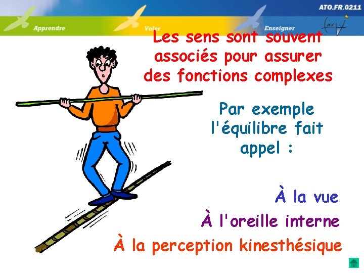 Les sens sont souvent associés pour assurer des fonctions complexes Par exemple l'équilibre fait