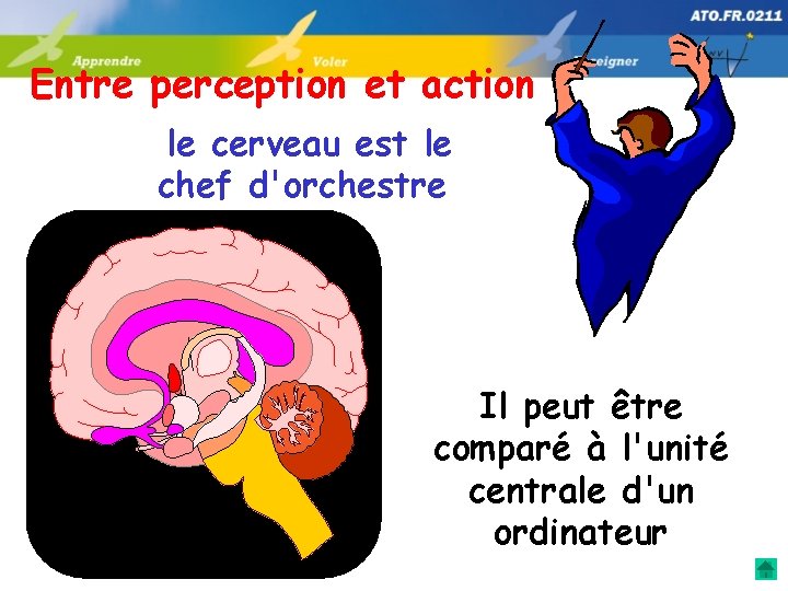 Entre perception et action le cerveau est le chef d'orchestre Il peut être comparé