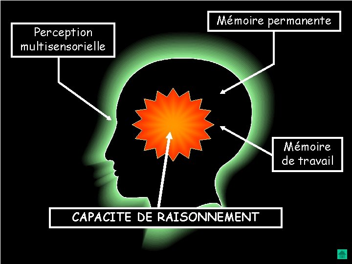 Perception multisensorielle Mémoire permanente Mémoire de travail CAPACITE DE RAISONNEMENT 