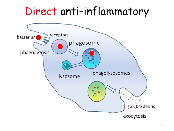 Direct anti-inflammatory 13 