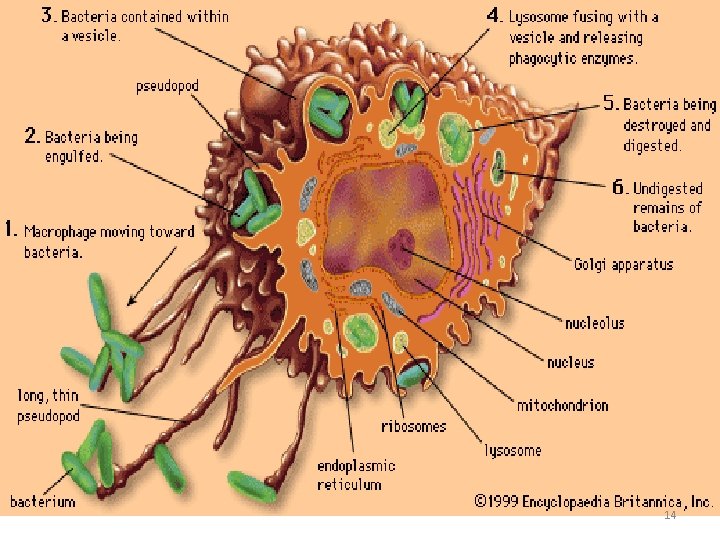 Haematology Lectures Reticuloendothelial System RES Spleen Dr Nervana