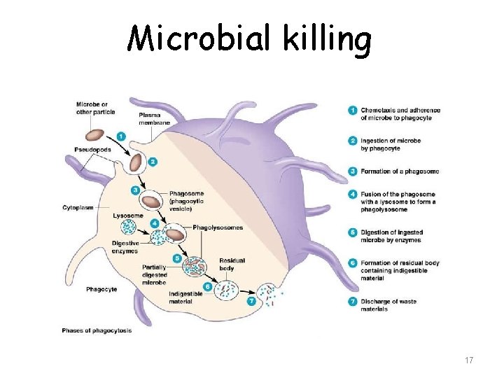 Microbial killing 17 