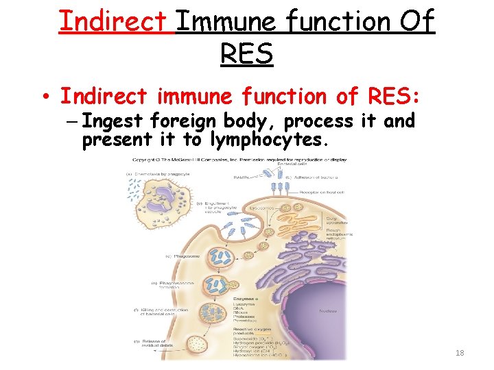 Indirect Immune function Of RES • Indirect immune function of RES: – Ingest foreign