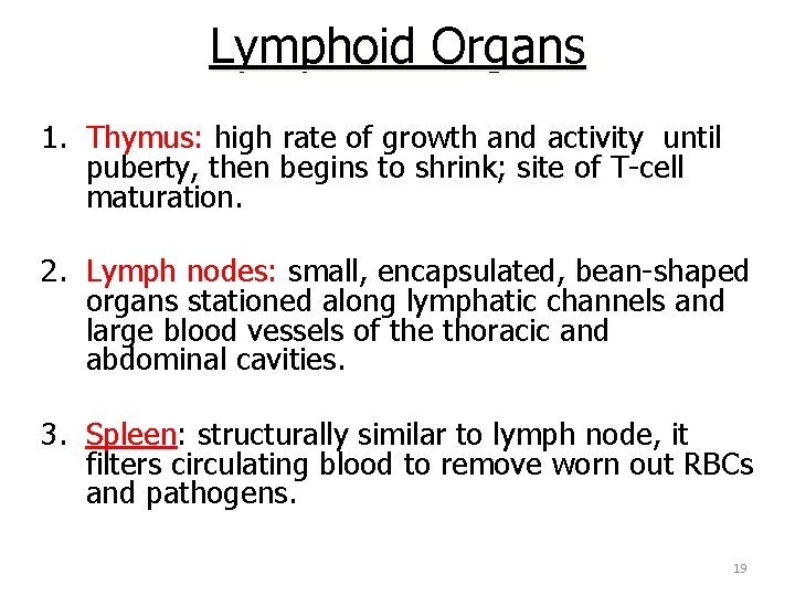 Lymphoid Organs 1. Thymus: high rate of growth and activity until puberty, then begins