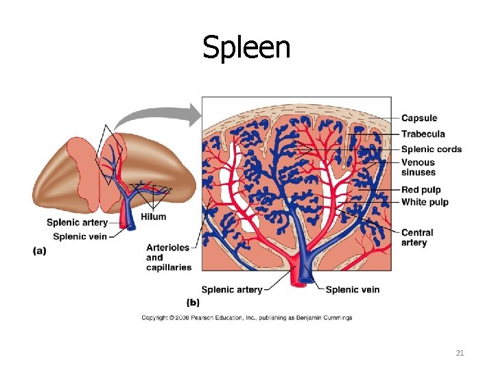 Spleen 21 