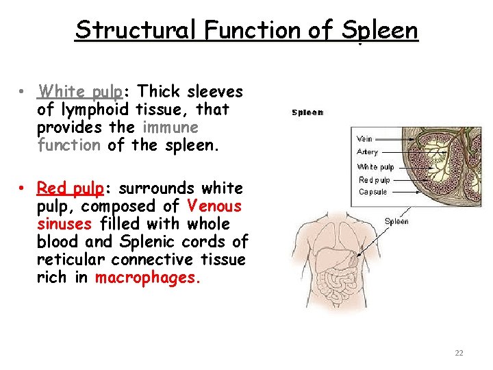 Structural Function of Spleen • White pulp: Thick sleeves of lymphoid tissue, that provides