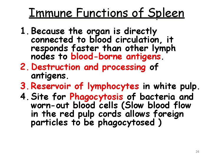 Immune Functions of Spleen 1. Because the organ is directly connected to blood circulation,