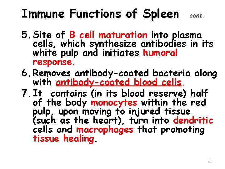 Immune Functions of Spleen cont. 5. Site of B cell maturation into plasma cells,