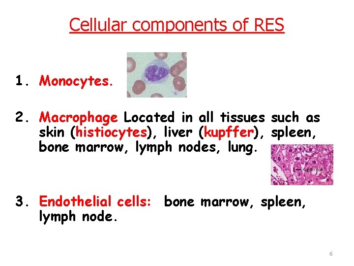 Cellular components of RES 1. Monocytes. 2. Macrophage Located in all tissues such as