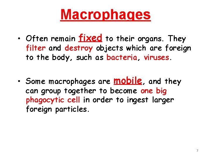 Macrophages • Often remain fixed to their organs. They filter and destroy objects which