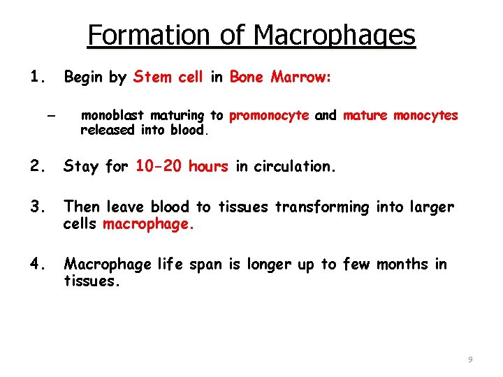 Formation of Macrophages 1. Begin by Stem cell in Bone Marrow: – monoblast maturing