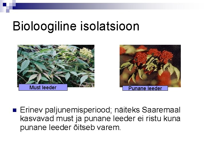 Bioloogiline isolatsioon Must leeder n Punane leeder Erinev paljunemisperiood; näiteks Saaremaal kasvavad must ja