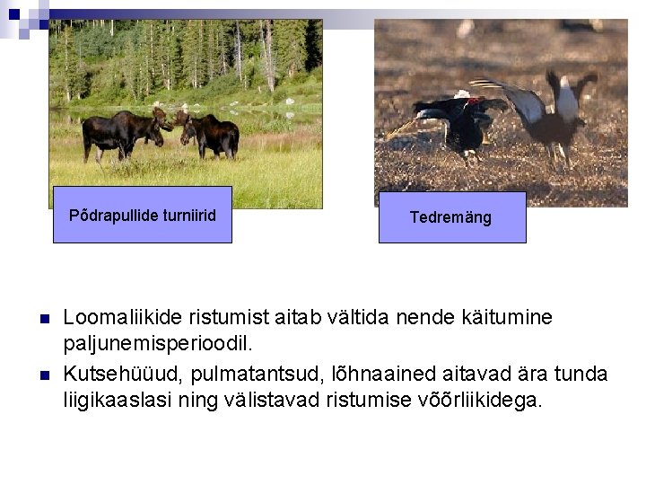 Põdrapullide turniirid n n Tedremäng Loomaliikide ristumist aitab vältida nende käitumine paljunemisperioodil. Kutsehüüud, pulmatantsud,