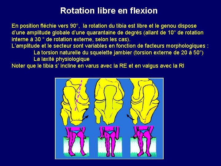  Rotation libre en flexion En position fléchie vers 90°, la rotation du tibia