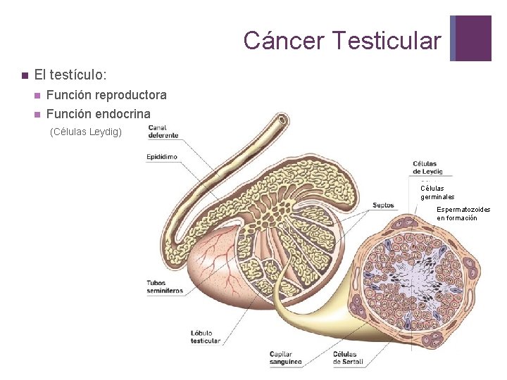 Cáncer Testicular n El testículo: n Función reproductora n Función endocrina (Células Leydig) Células