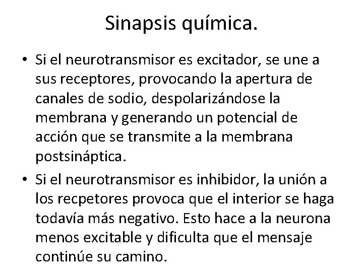 Sinapsis química. • Si el neurotransmisor es excitador, se une a sus receptores, provocando