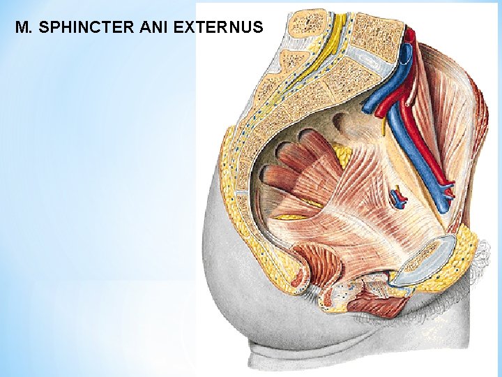 M. SPHINCTER ANI EXTERNUS 