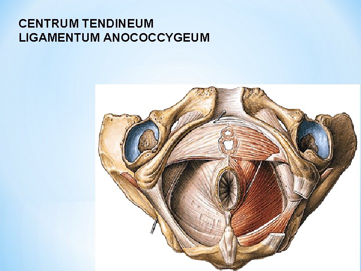 CENTRUM TENDINEUM LIGAMENTUM ANOCOCCYGEUM 