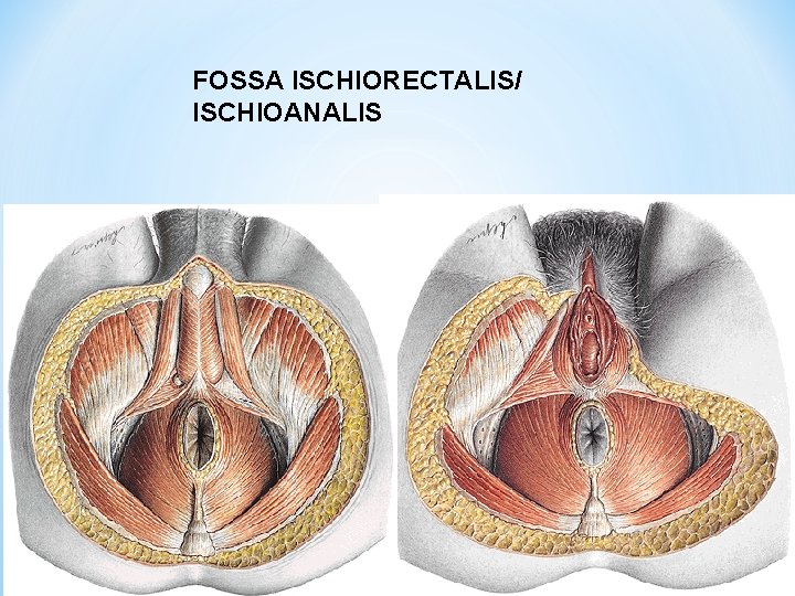 FOSSA ISCHIORECTALIS/ ISCHIOANALIS 