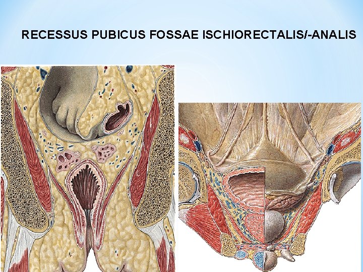 RECESSUS PUBICUS FOSSAE ISCHIORECTALIS/-ANALIS 