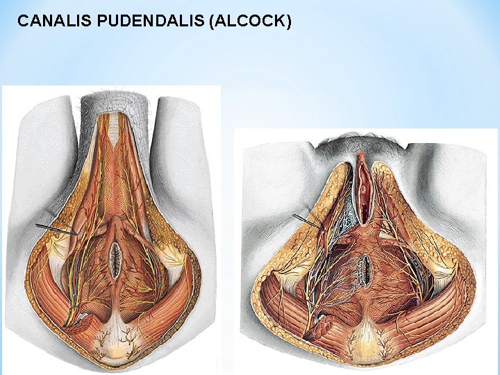 CANALIS PUDENDALIS (ALCOCK) 