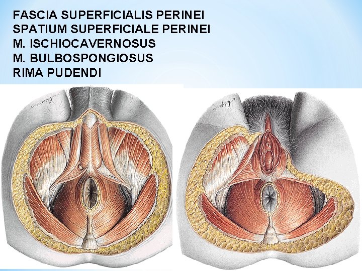 FASCIA SUPERFICIALIS PERINEI SPATIUM SUPERFICIALE PERINEI M. ISCHIOCAVERNOSUS M. BULBOSPONGIOSUS RIMA PUDENDI 