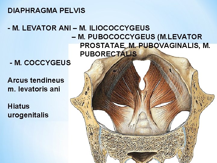 DIAPHRAGMA PELVIS - M. LEVATOR ANI – M. ILIOCOCCYGEUS – M. PUBOCOCCYGEUS (M. LEVATOR