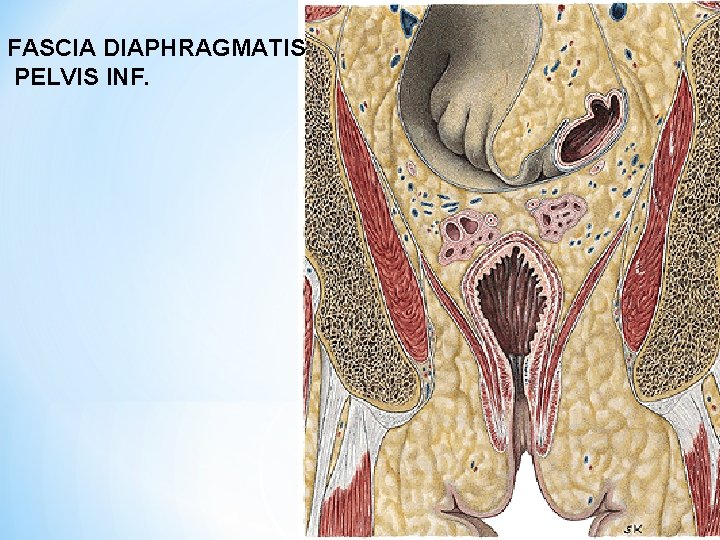 FASCIA DIAPHRAGMATIS PELVIS INF. 