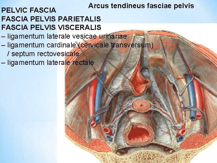 Arcus tendineus fasciae pelvis PELVIC FASCIA PELVIS PARIETALIS FASCIA PELVIS VISCERALIS – ligamentum laterale