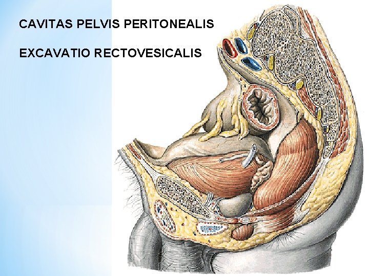 CAVITAS PELVIS PERITONEALIS EXCAVATIO RECTOVESICALIS 