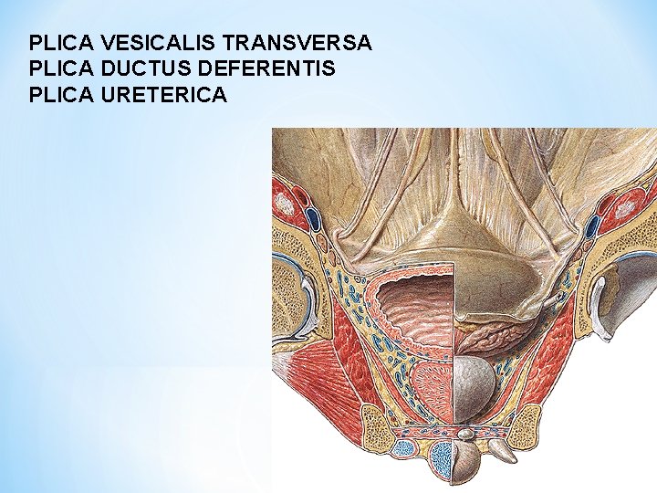 PLICA VESICALIS TRANSVERSA PLICA DUCTUS DEFERENTIS PLICA URETERICA 