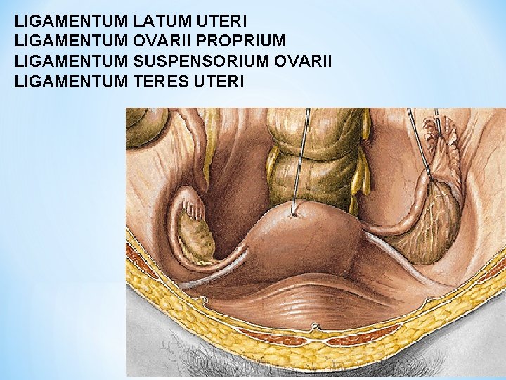 LIGAMENTUM LATUM UTERI LIGAMENTUM OVARII PROPRIUM LIGAMENTUM SUSPENSORIUM OVARII LIGAMENTUM TERES UTERI 