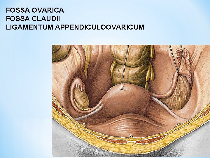 FOSSA OVARICA FOSSA CLAUDII LIGAMENTUM APPENDICULOOVARICUM 