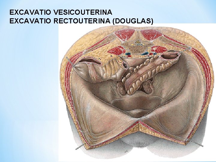 EXCAVATIO VESICOUTERINA EXCAVATIO RECTOUTERINA (DOUGLAS) 