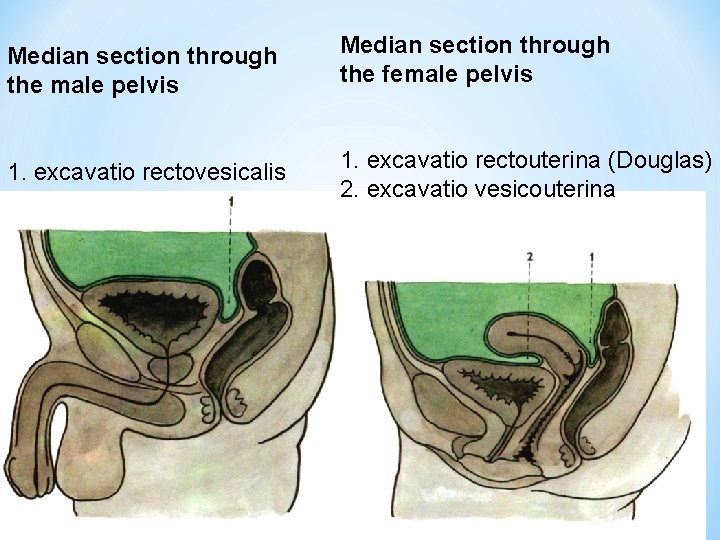 Median section through the male pelvis Median section through the female pelvis 1. excavatio