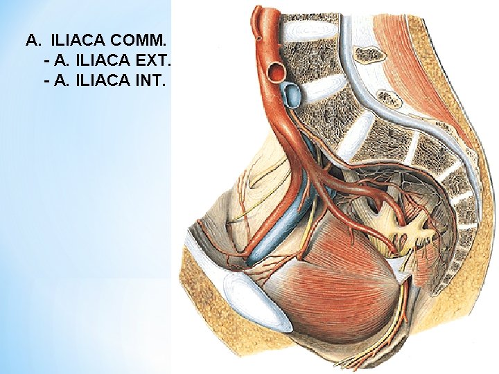 A. ILIACA COMM. - A. ILIACA EXT. - A. ILIACA INT. 