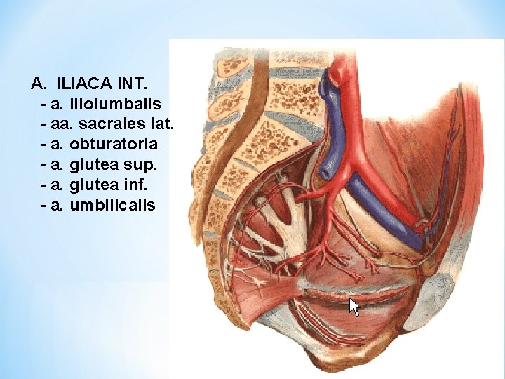 A. ILIACA INT. - a. iliolumbalis - aa. sacrales lat. - a. obturatoria -