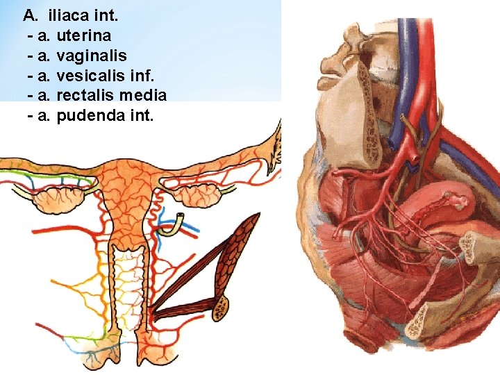 A. iliaca int. - a. uterina - a. vaginalis - a. vesicalis inf. -