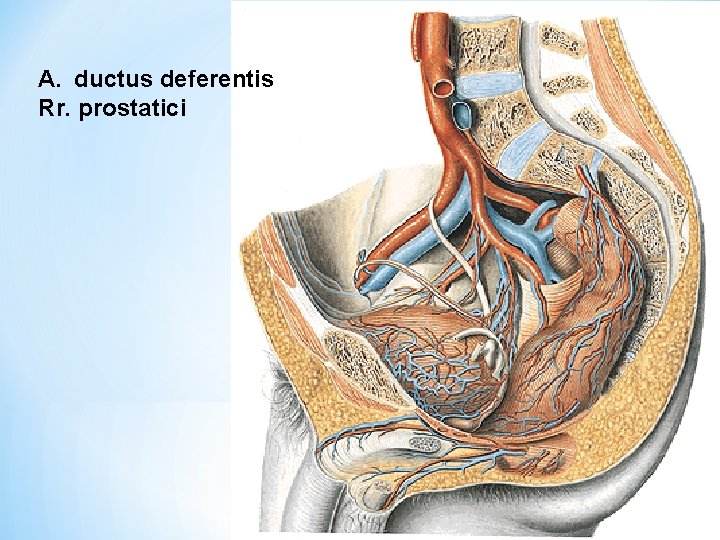 A. ductus deferentis Rr. prostatici 