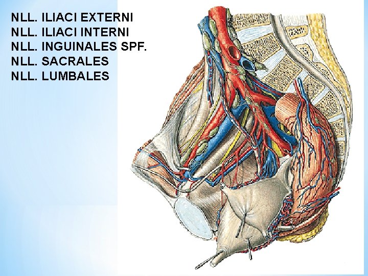 NLL. ILIACI EXTERNI NLL. ILIACI INTERNI NLL. INGUINALES SPF. NLL. SACRALES NLL. LUMBALES 