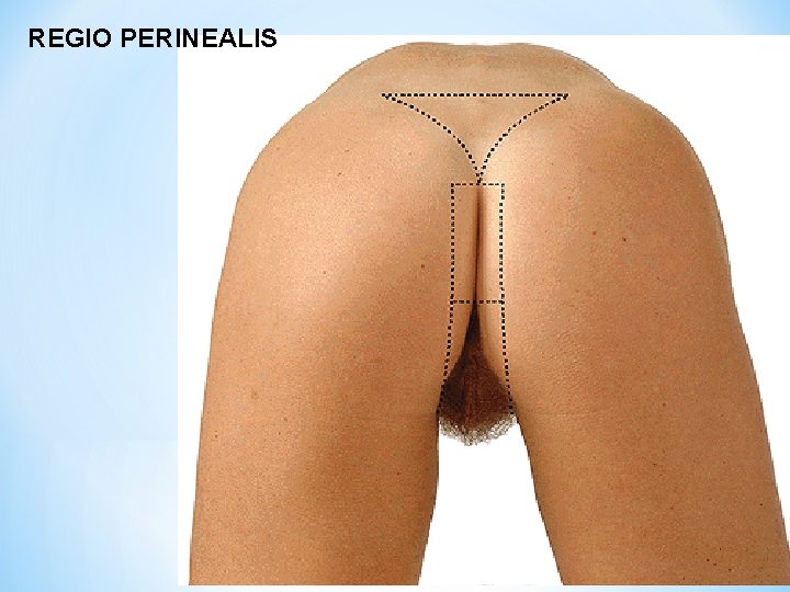 REGIO PERINEALIS 