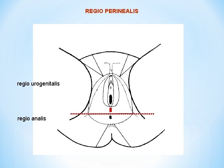 REGIO PERINEALIS regio urogenitalis regio analis 