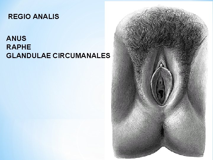 REGIO ANALIS ANUS RAPHE GLANDULAE CIRCUMANALES 