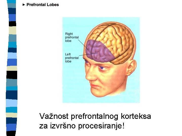 Važnost prefrontalnog korteksa za izvršno procesiranje! 